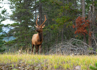 Young Elk Jasper N.P.
