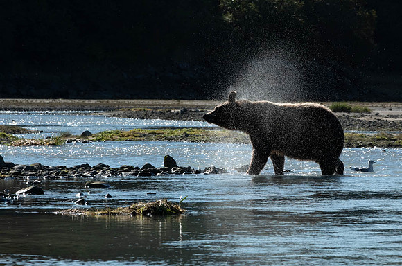 Shaking Off Katmai