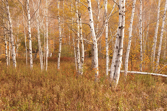 Birches