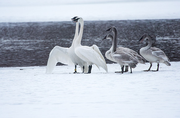 Cob,Pen & Cygnets Jackson,Wyoming