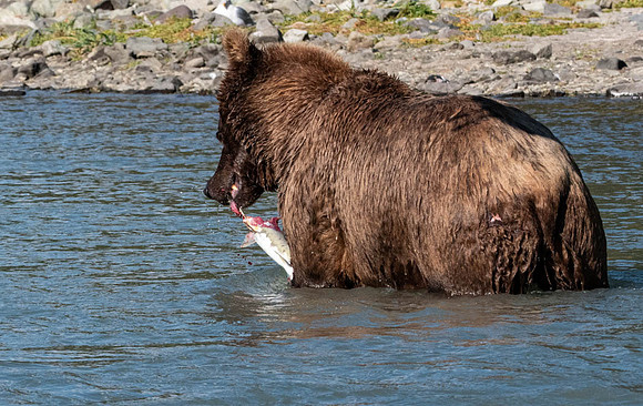Katmai