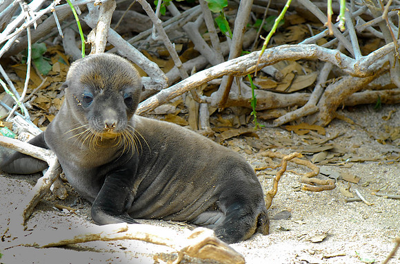 Baby Seal