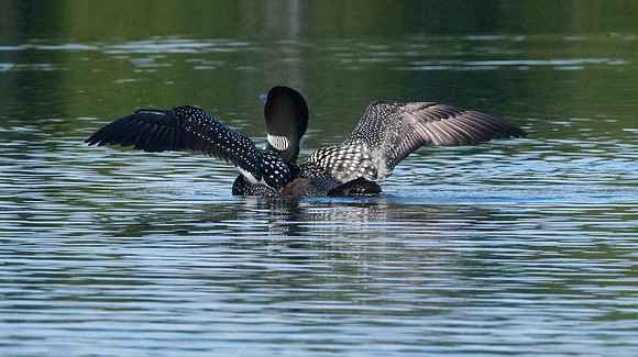 Common Loon