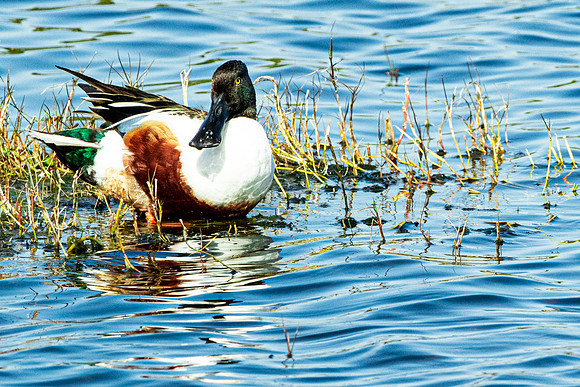 Northern Shoveler (Spoonbill)