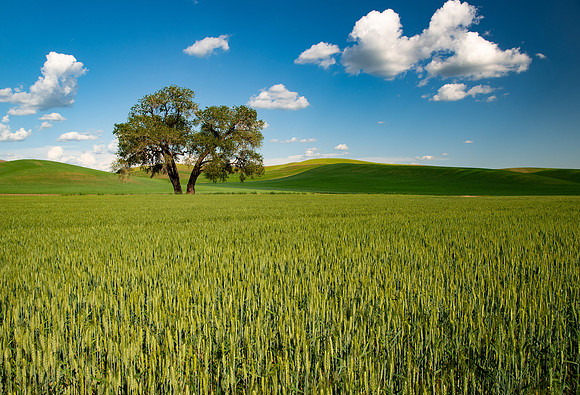 Cottonwood in Wheat Field