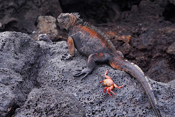 Marine Iguana