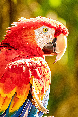 Polly