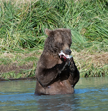 Salmon Lunch  Katmai