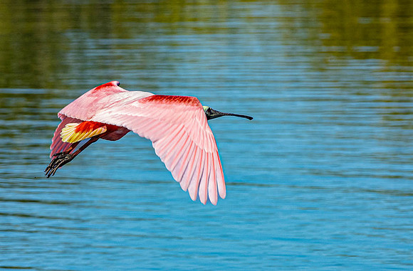 Roseate Spoonbill