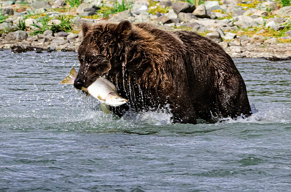 Sushi Katmai