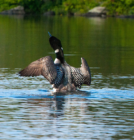 Common Loon