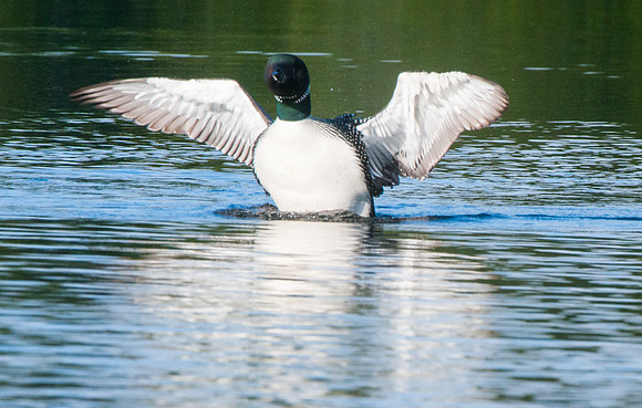 Common Loon