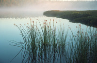 Calm Morning