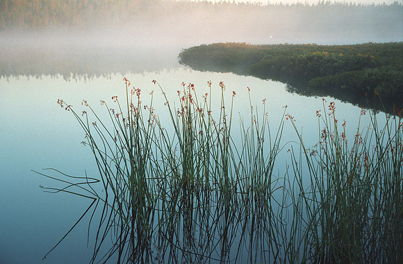 Calm Morning
