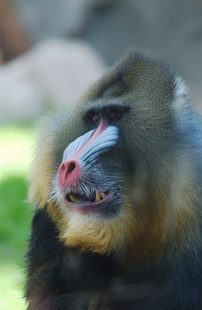Baboon