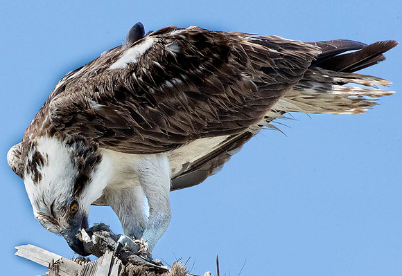 Osprey