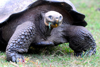Giant Tortoise