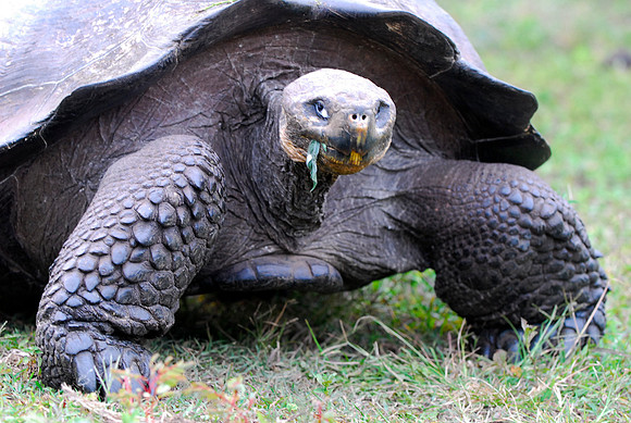 Giant Tortoise